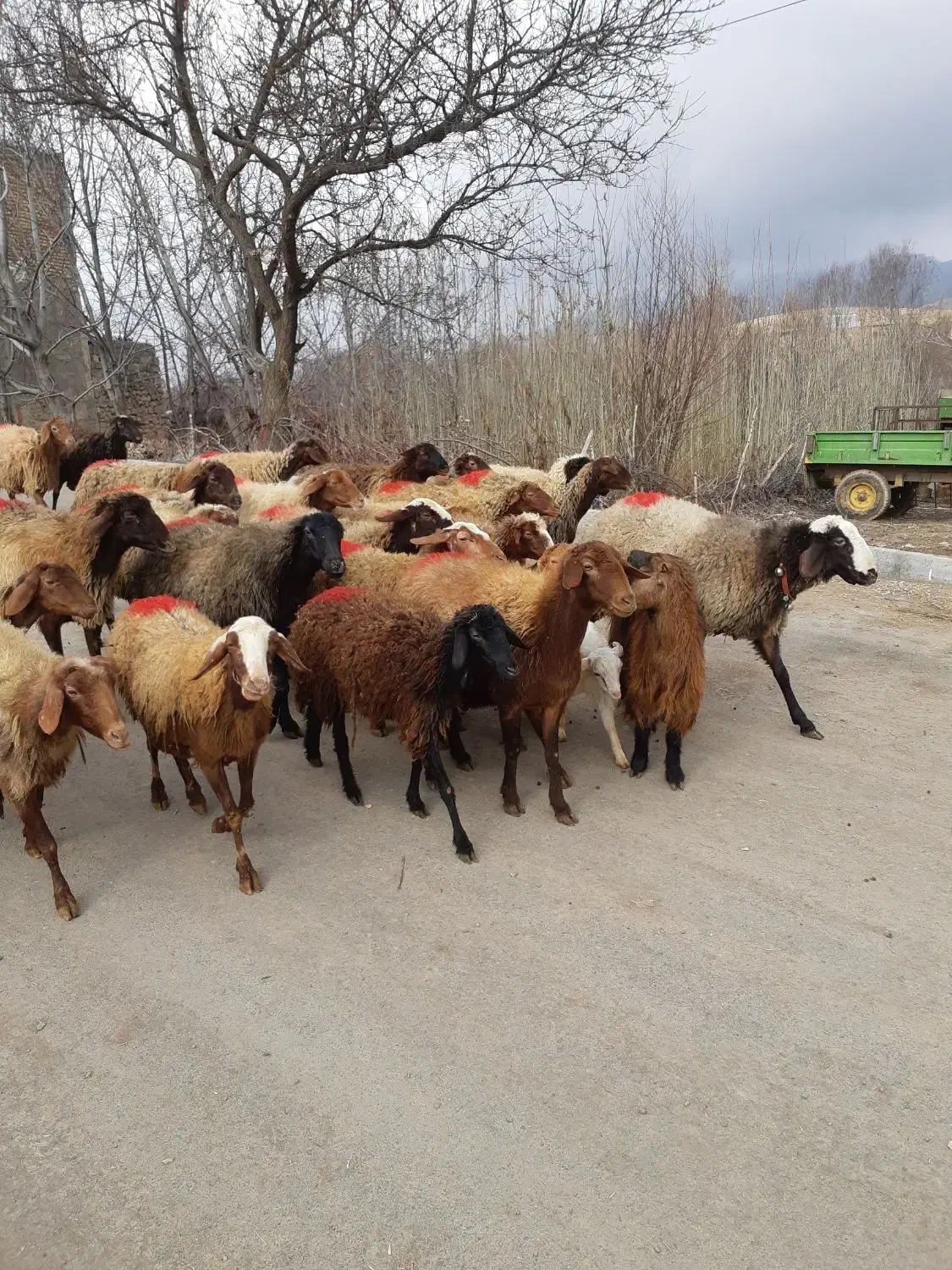 ۲۰راس گوسفندداشتی یکی بره دارمابقی آبستن مایه کردن|حیوانات مزرعه|کنگاور, |دیوار