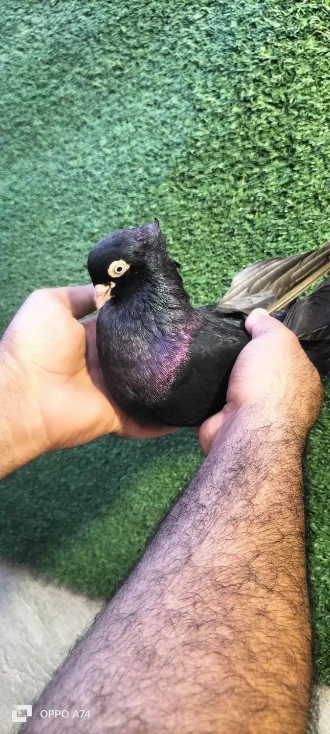 زاغ سیاه ابادانی|پرنده|بندر ماهشهر, |دیوار