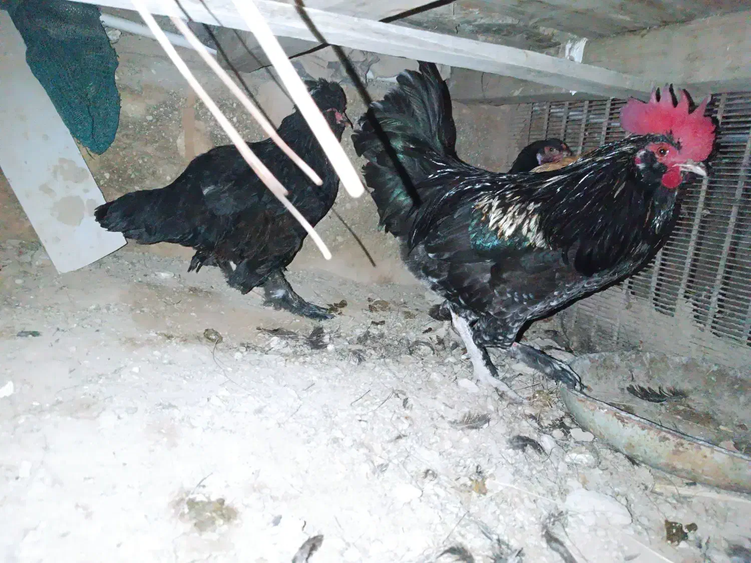 مرغ. جوجه. خروس|حیوانات مزرعه|لامرد, |دیوار