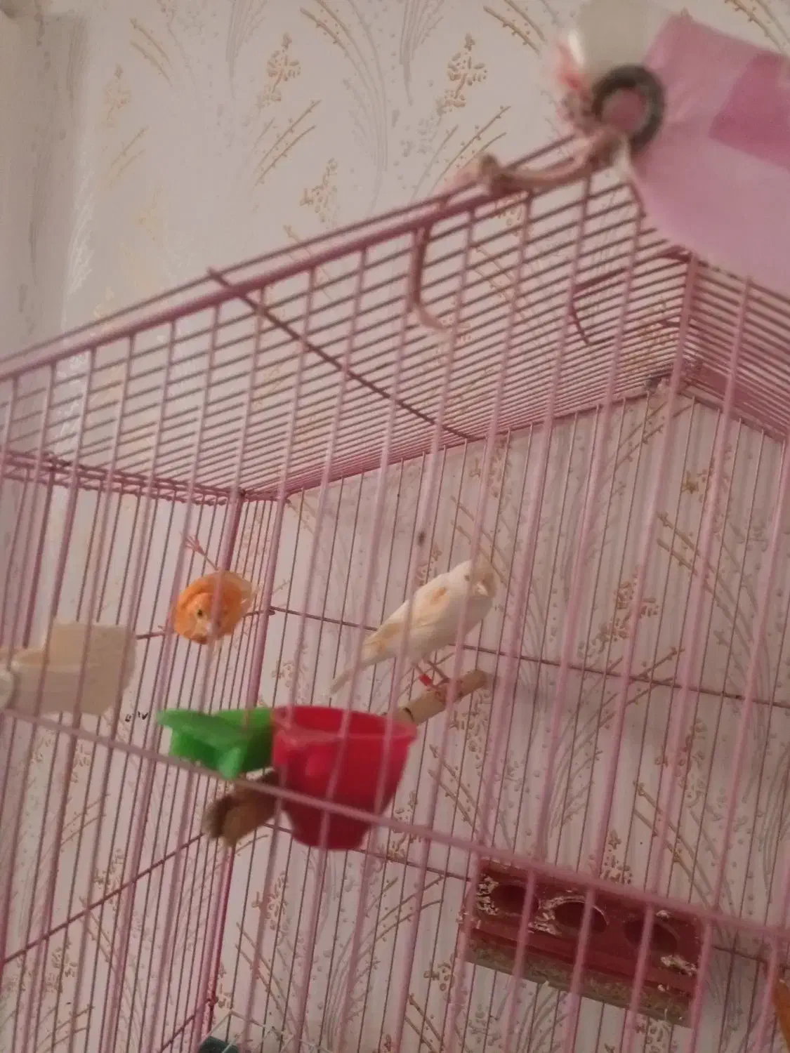 قناری ۱۱ عدد|پرنده|اردبیل, |دیوار