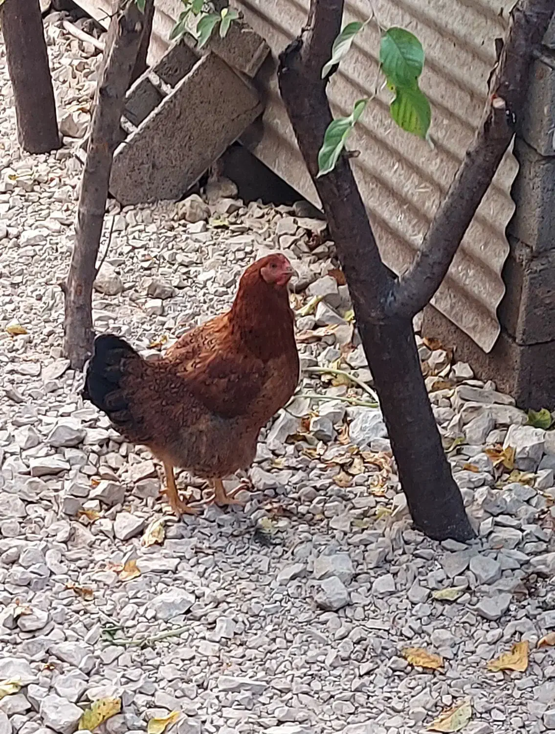 خروس ومرغ تخم گذار وتعدادی اردک و جوجه ۴ماهه|حیوانات مزرعه|کلاردشت, |دیوار