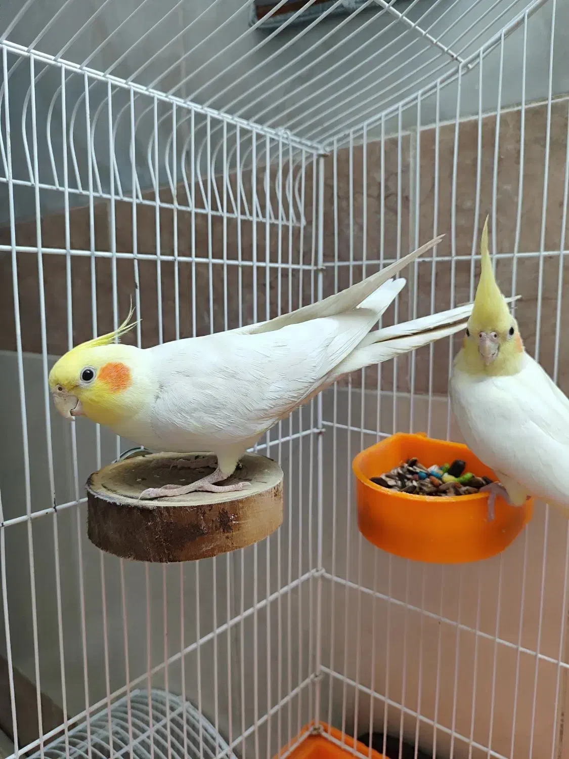 عروس هلندی لوتینو نر و ماده|پرنده|قم, یزدانشهر|دیوار