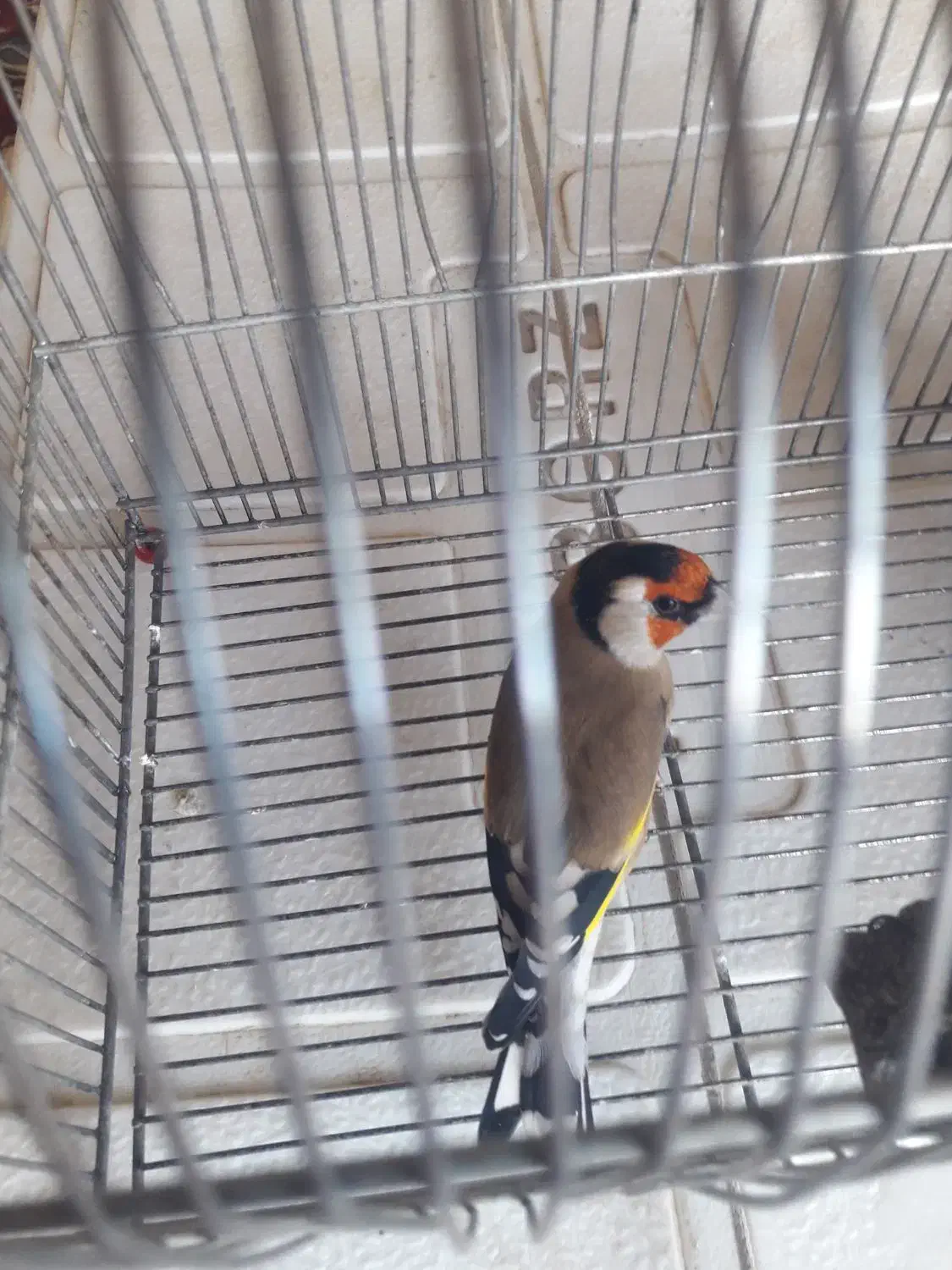 سهره 2500|پرنده|شیراز, بریجستون|دیوار