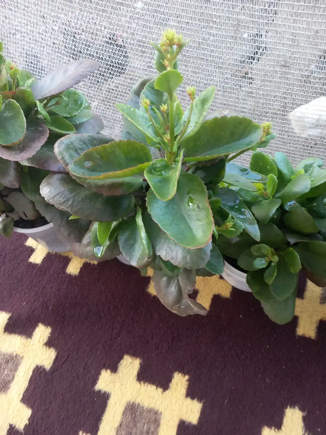 گل های آپارتمانی|گل و گیاه طبیعی|سیاهکل, |دیوار