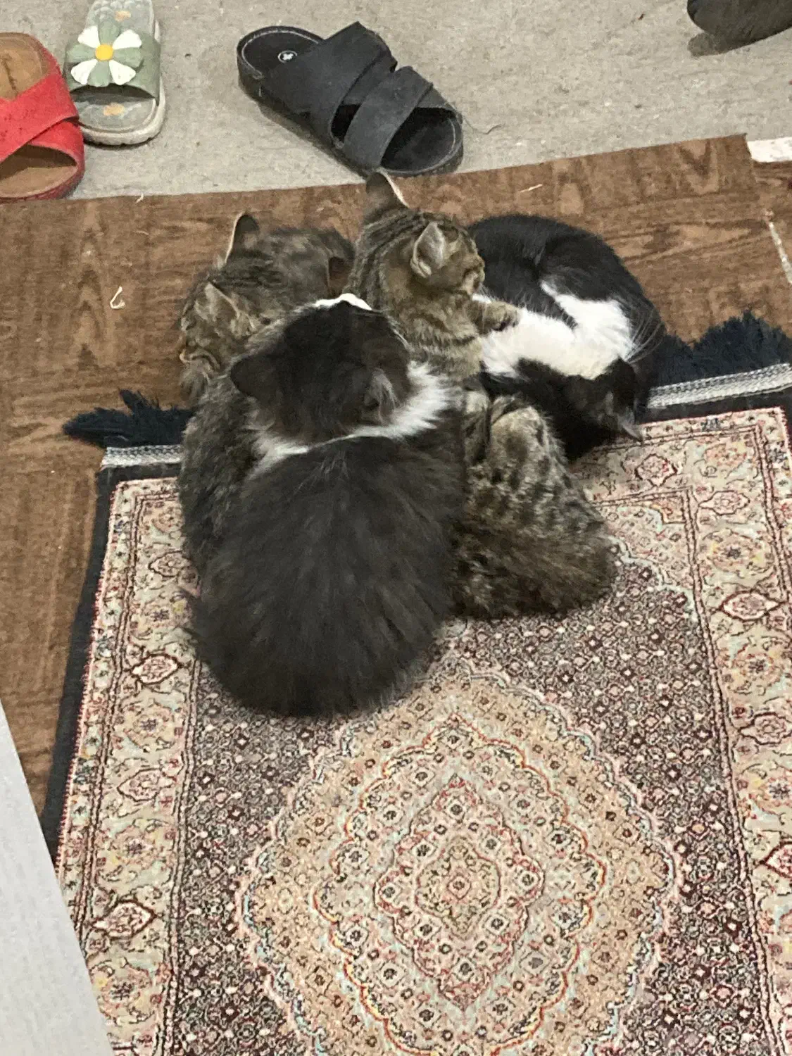 گربه|گربه|ارومیه, |دیوار