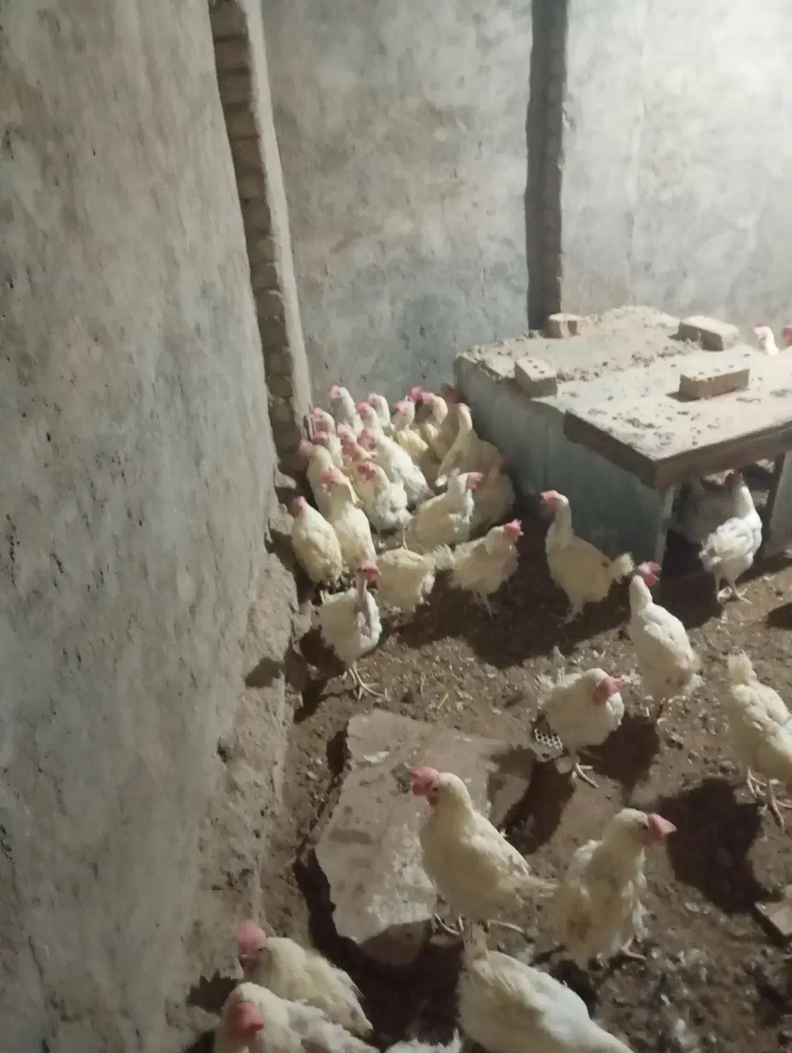۲۰۰عدد مرغ تخمی|حیوانات مزرعه|نیشابور, مازول|دیوار