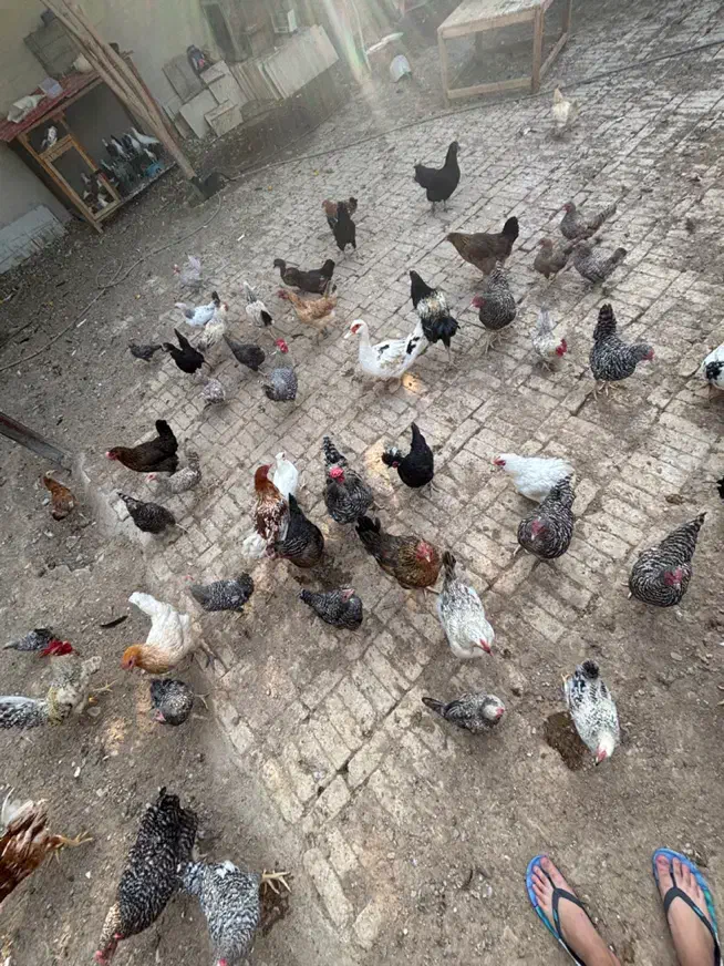 مرغ و کبوتر|پرنده|جم, |دیوار