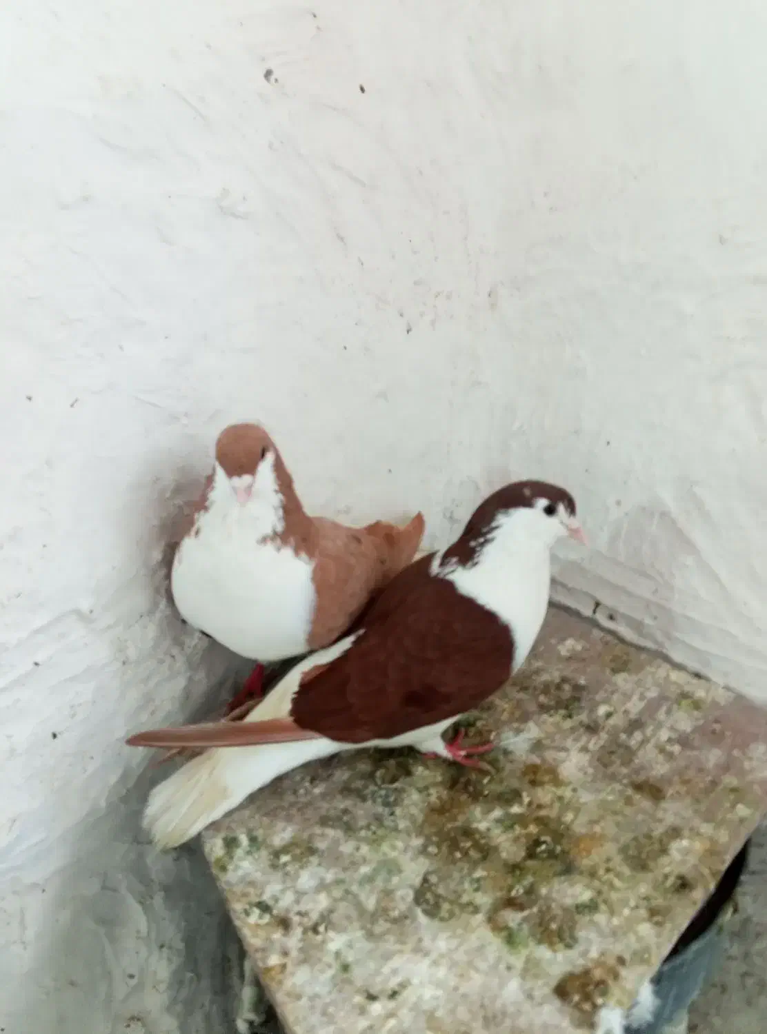 جفت سیدی|پرنده|شوشتر, |دیوار