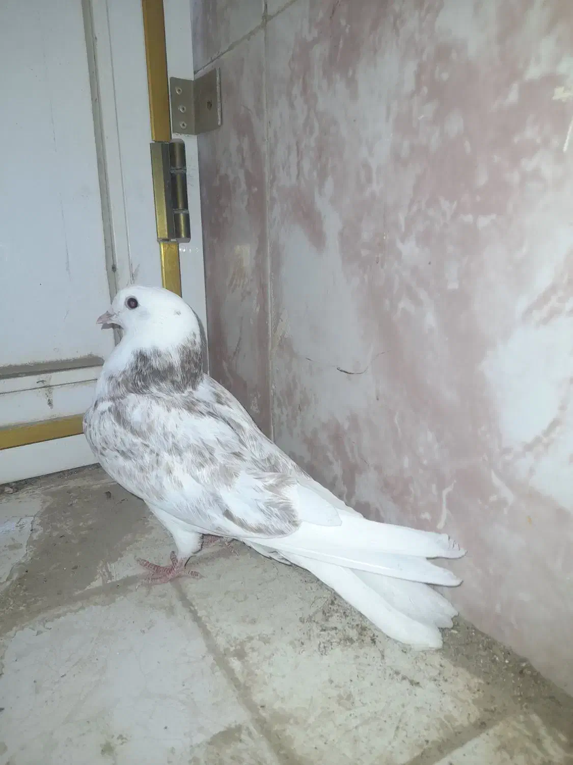 کبوتر هشتبندی|پرنده|توکهور, |دیوار