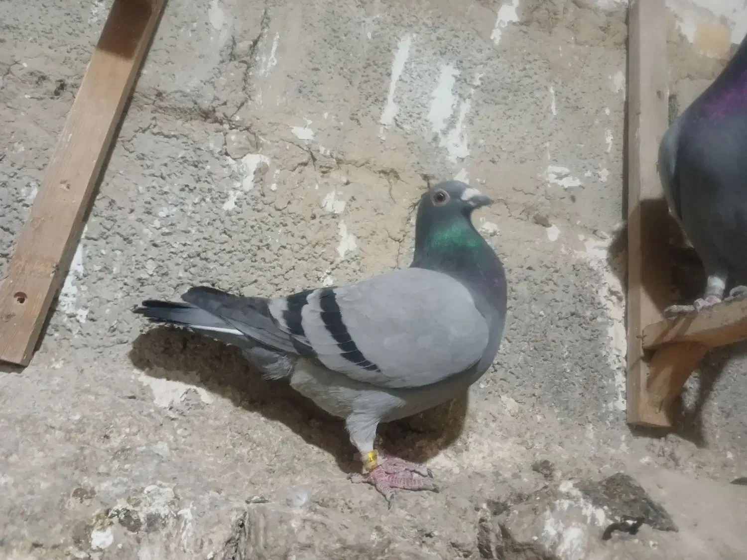 سبز ماده مسافتی المانی|پرنده|مشهد, خواجه ربیع|دیوار