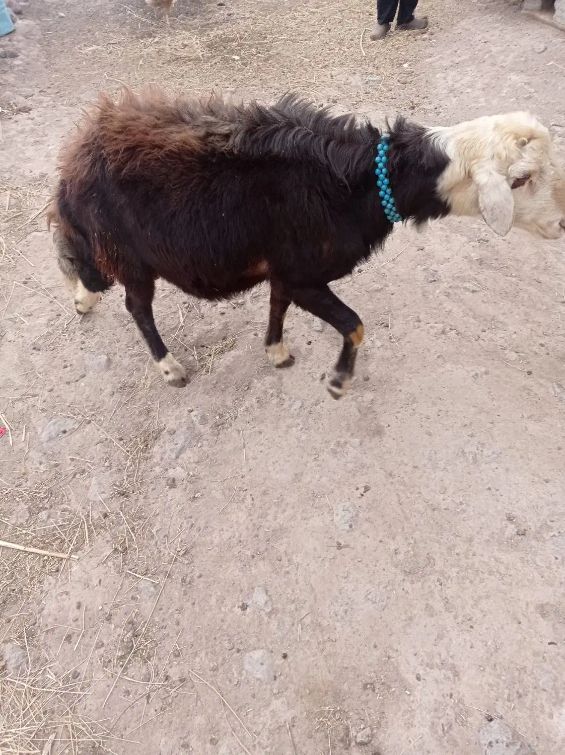 قوچ شیشک نژاد افشار|حیوانات مزرعه|کوراییم, |دیوار