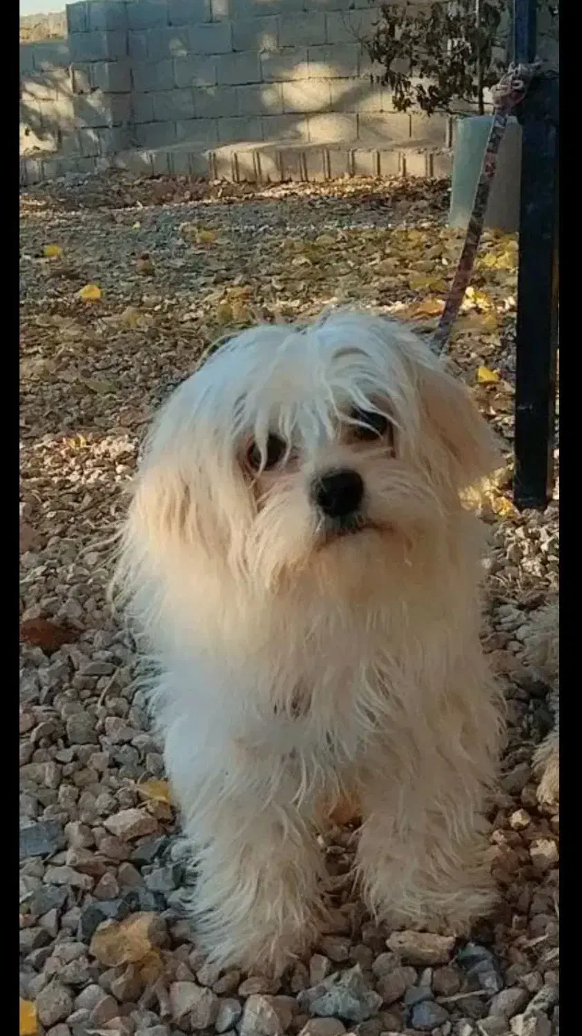 سگ پامر نژاد شیتزو|سگ|یاسوج, |دیوار