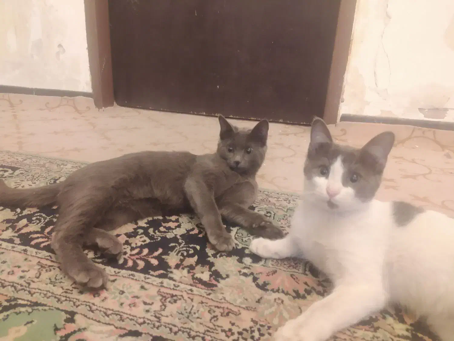 توله گربه خاکستری|گربه|شیراز, جوادیه|دیوار