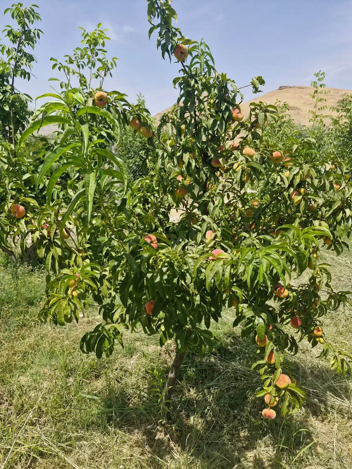 ۲۰۰۰ متر باغ|فروش دفتر صنعتی، کشاورزی، تجاری|خزل, |دیوار