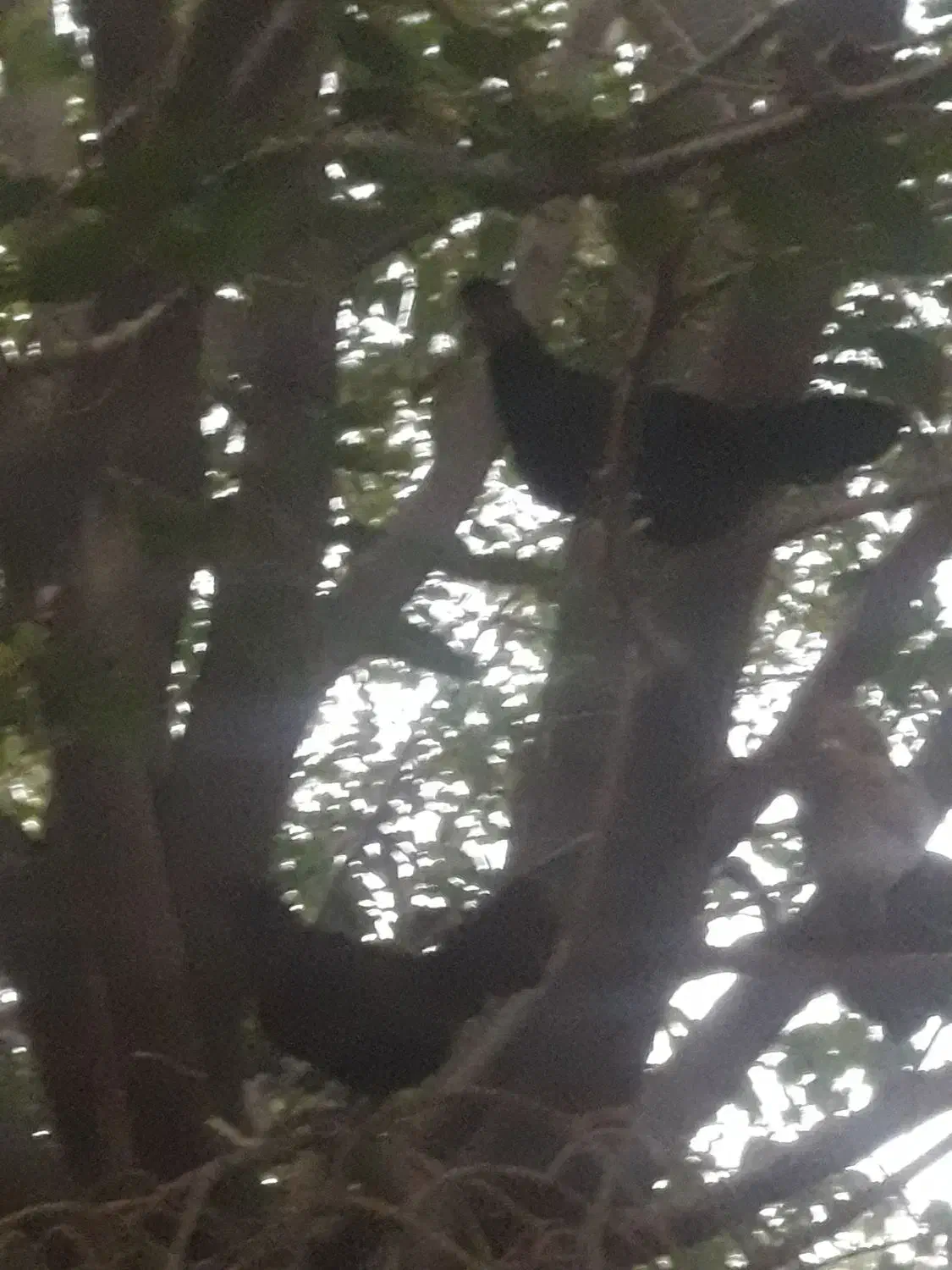 تخمرغ عشایری|حیوانات مزرعه|اصفهان, مفتح|دیوار