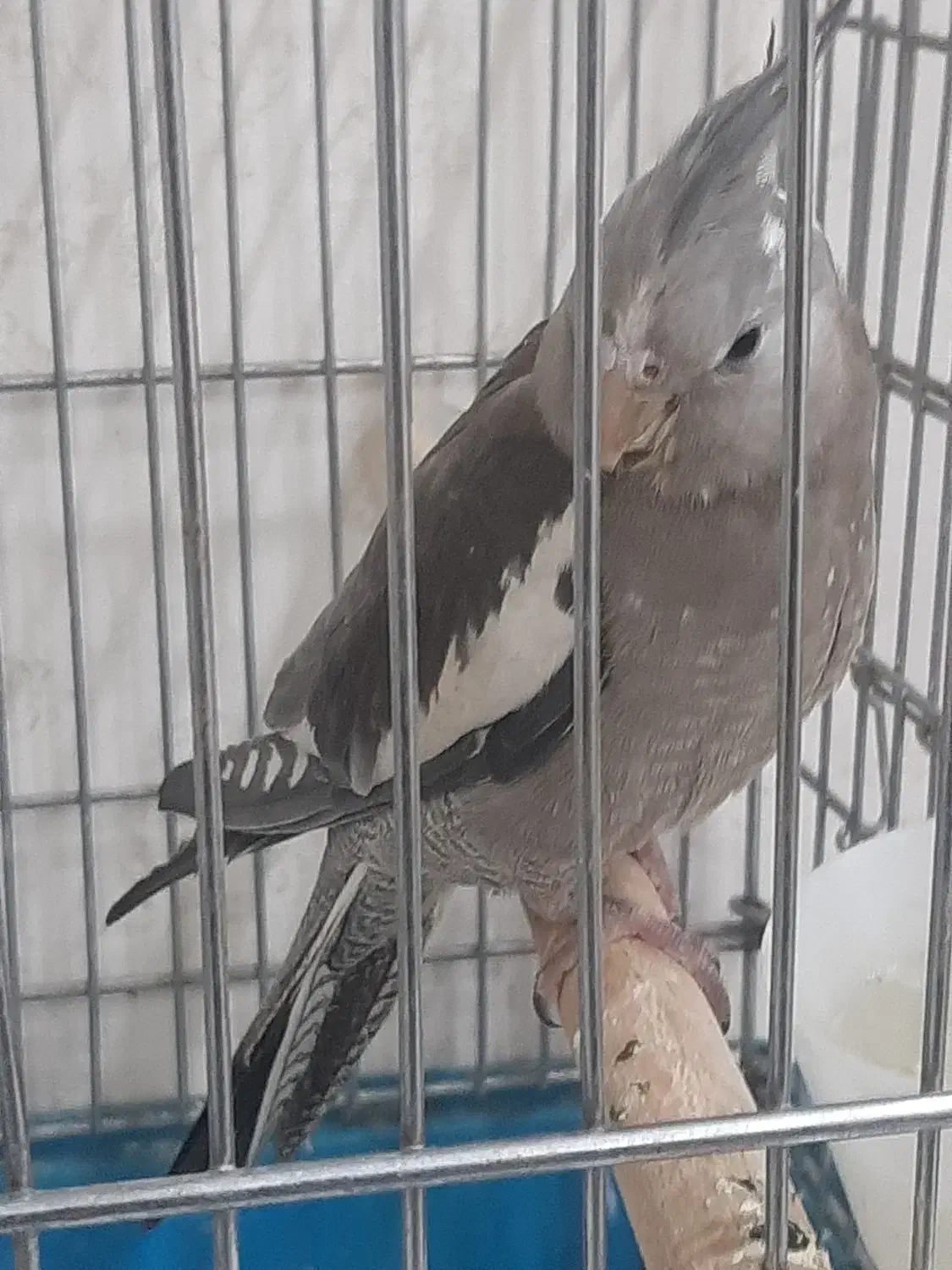 عروس هلندی|پرنده|برخوار, |دیوار