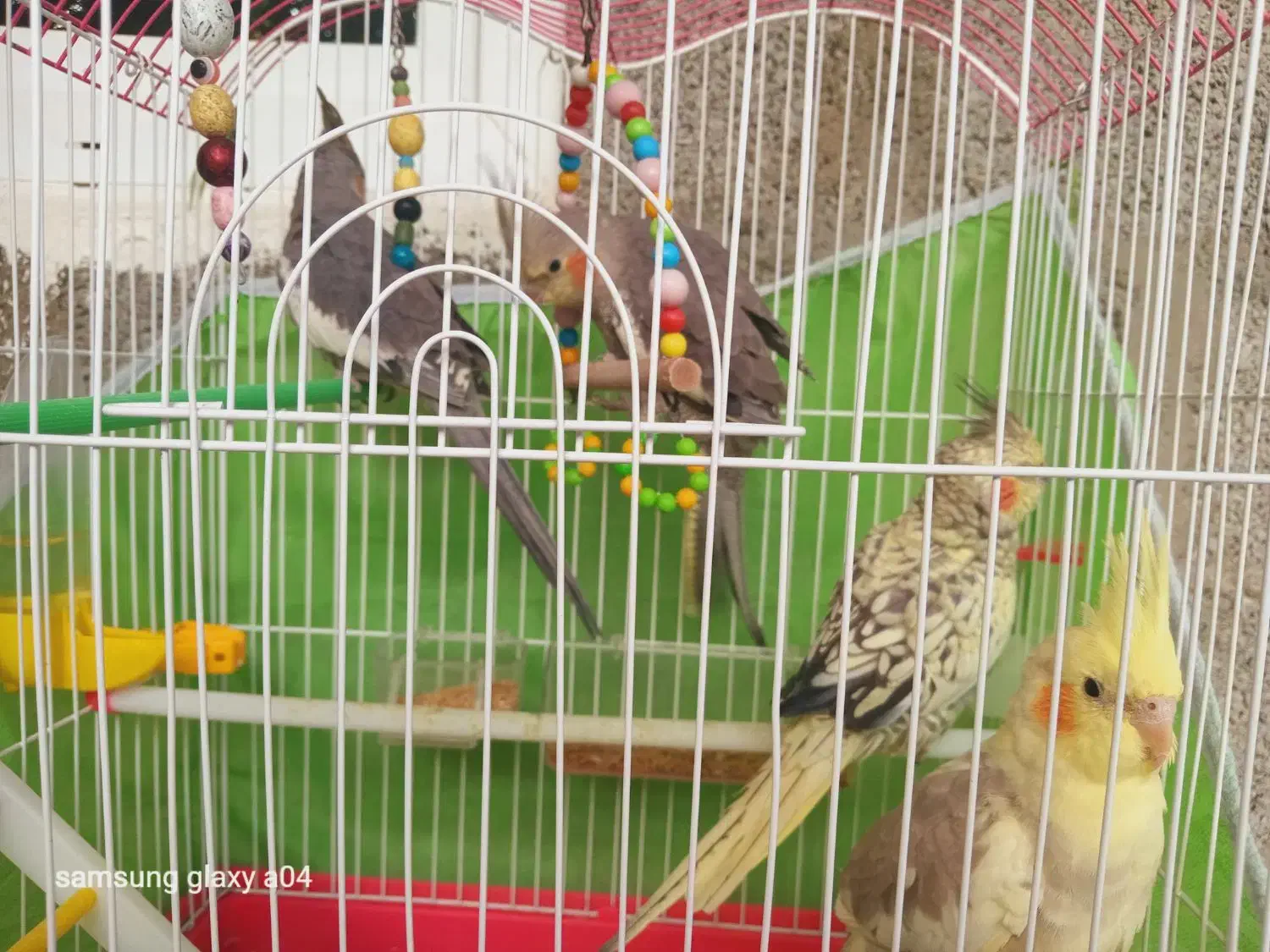 چهار عدد عروس هلندی چهار ماهه|پرنده|گوراب زرمیخ, |دیوار