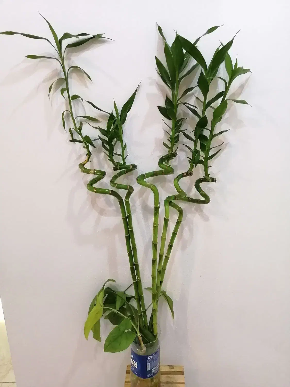 گل و گیاه آپارتمانی|گل و گیاه طبیعی|صدرا-فارس, فاز ۱|دیوار