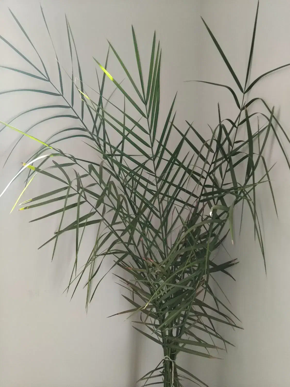 گل اپارتمانی|گل و گیاه طبیعی|میاندوآب, |دیوار