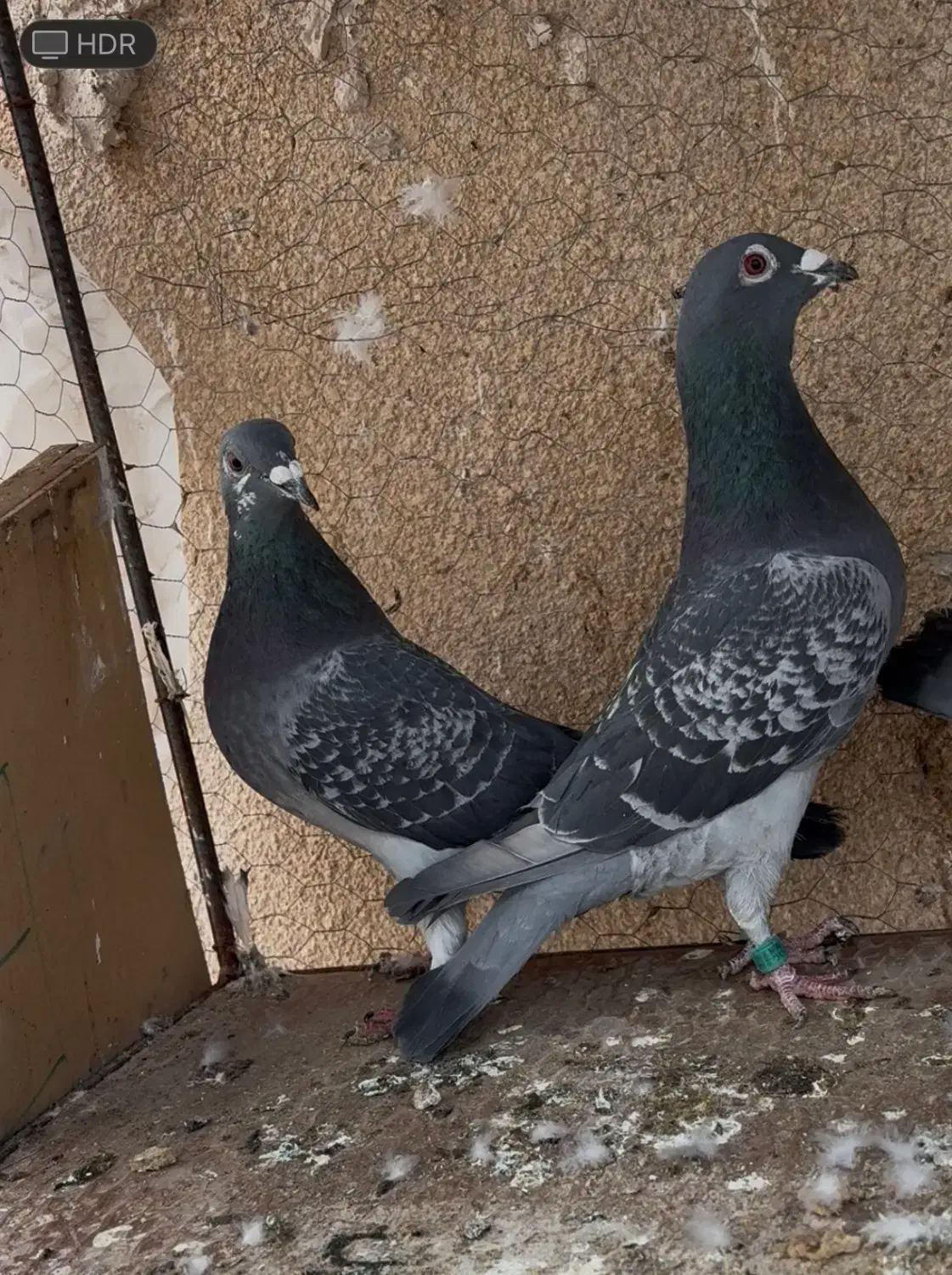 آلمانی|پرنده|بیرجند, |دیوار