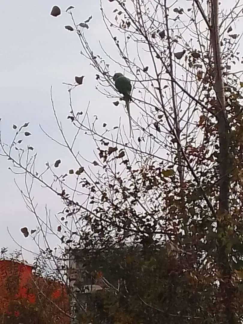 یک  شاه طوطی پیدا شده|حیوانات|لاهیجان, یوسف آباد|دیوار