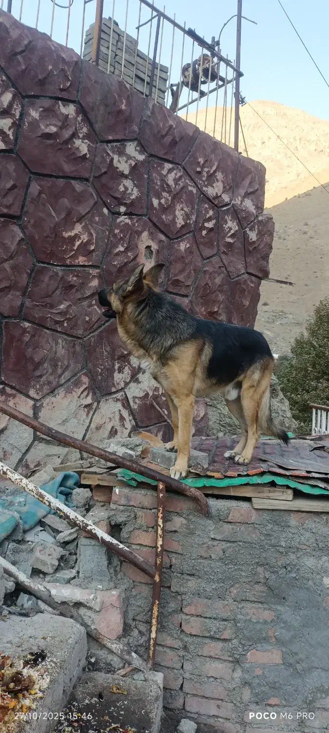 سگ ژرمن|سگ|کن, |دیوار