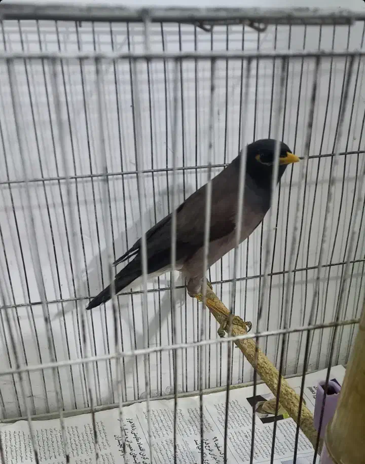 مرغ مینا|پرنده|تهران, ارجمندی راد|دیوار