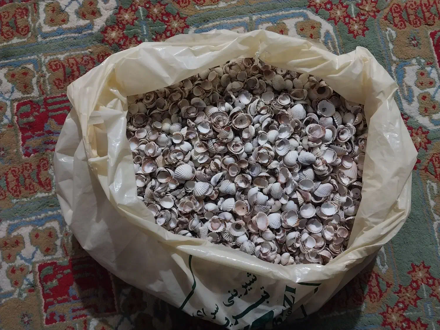 صدف تزئینی|صنایع دستی و سایر لوازم تزئینی|کرج, مصباح|دیوار