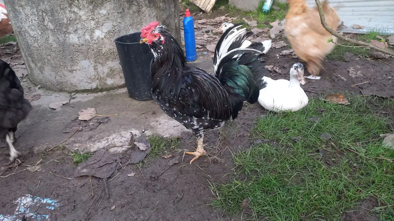 تخم مرغ گلین لری|حیوانات مزرعه|رشت, امین الضرب|دیوار