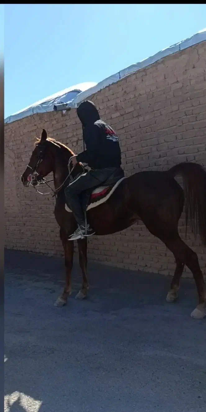 فروشی|اسب و تجهیزات اسب‌سواری|سیرجان, |دیوار