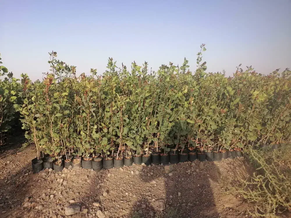 پشته پایه هیبریدی و پسته پایه امریکایی|خدمات باغبانی و درختکاری|فلاورجان, |دیوار