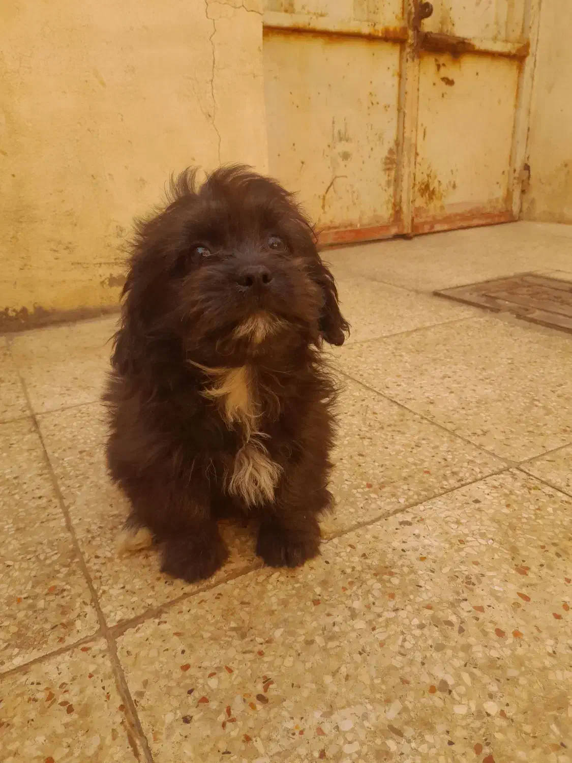 سگ شیدزو|سگ|خمینی‌شهر, |دیوار