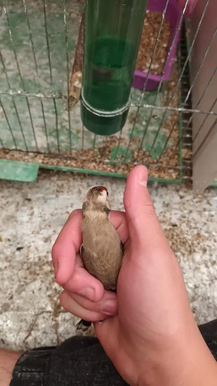 سهره نشاندار عینکی|پرنده|تبریز, |دیوار