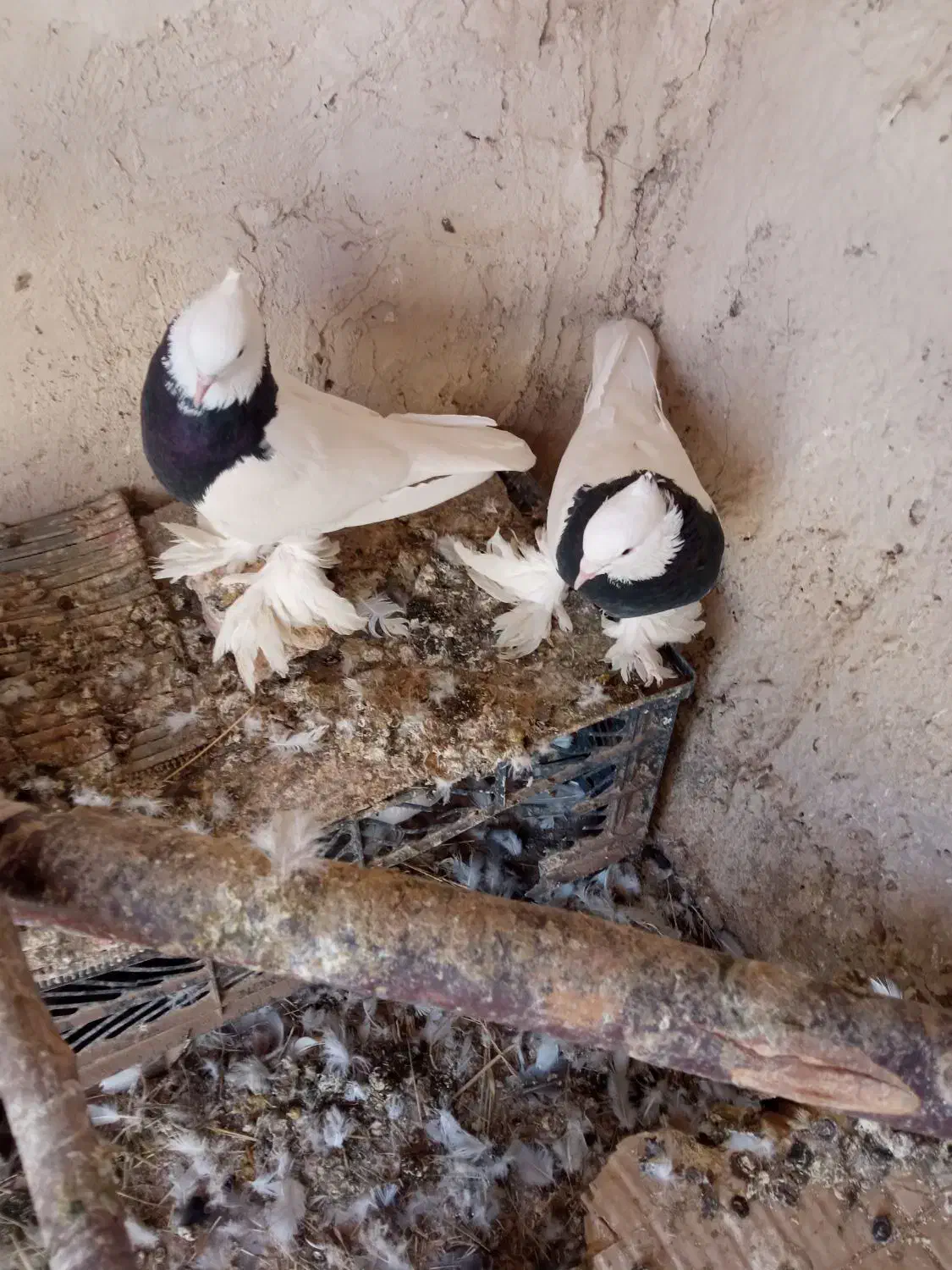 طوقی|پرنده|کشکسرای, |دیوار