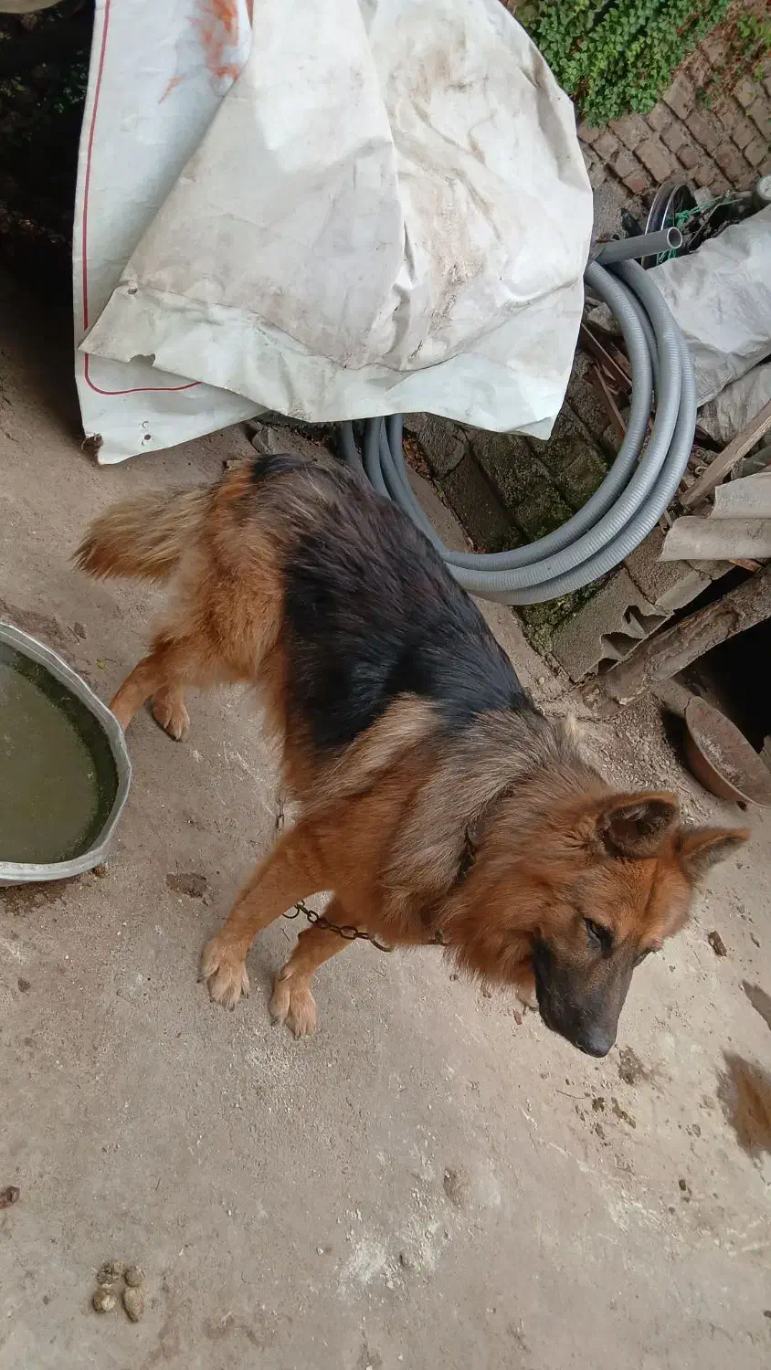 سگ ژرمن معاوضه|سگ|گرگان, |دیوار