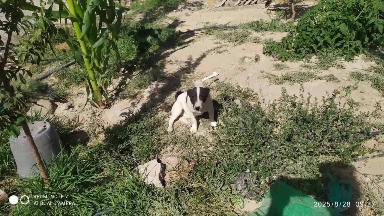 پیدا شده|حیوانات|تبریز, |دیوار