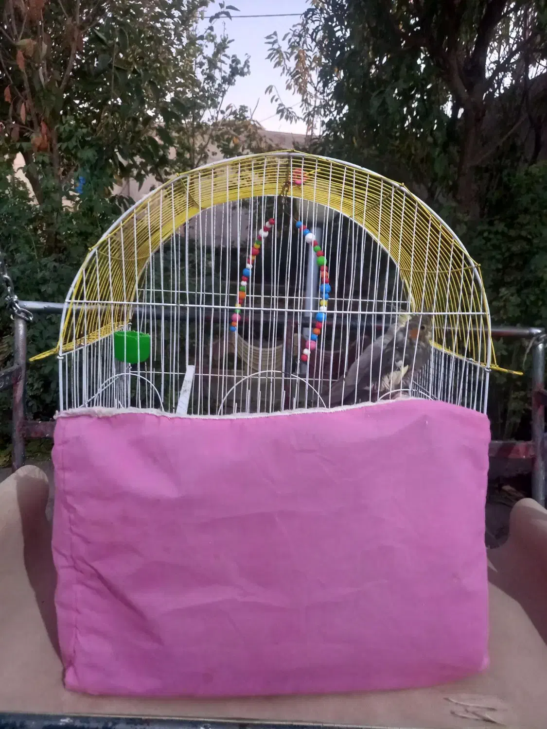 طوطی نر وماده|پرنده|هریس, |دیوار