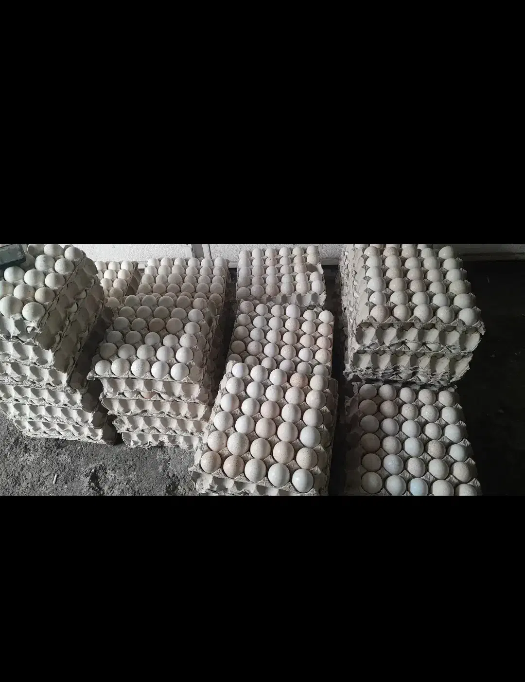 تخم نطفه دار بوقلمون بوربون زمانتی و بوقلمون ماده|حیوانات مزرعه|روانسر, |دیوار