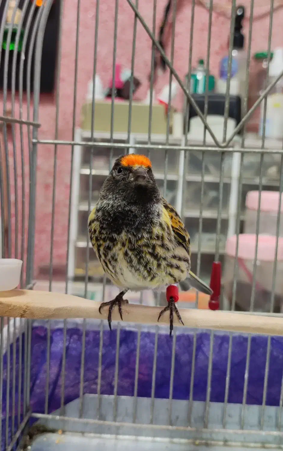 گلبسر(قناری،سهره)|پرنده|کرمانشاه, |دیوار