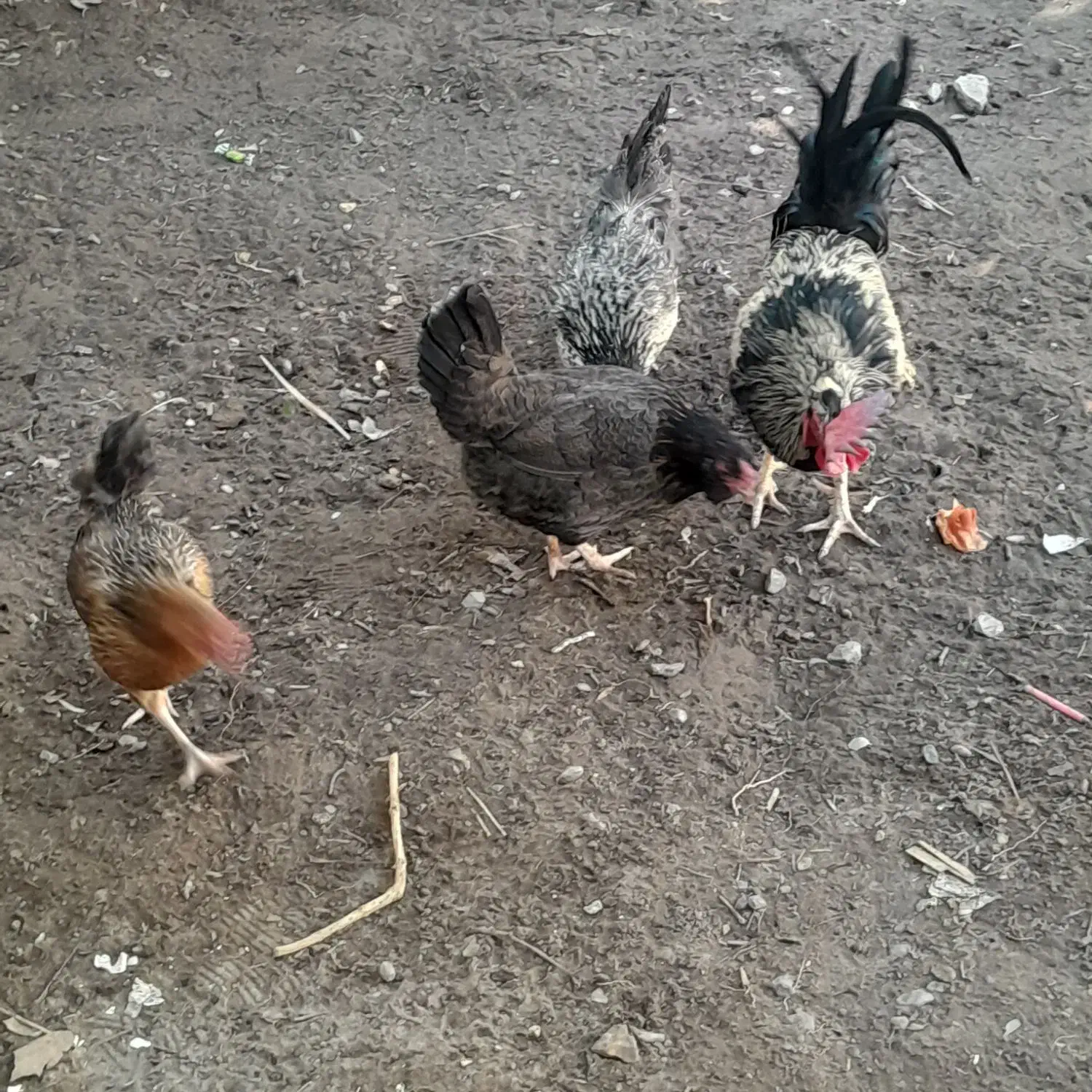 مورغ|حیوانات مزرعه|بم, |دیوار