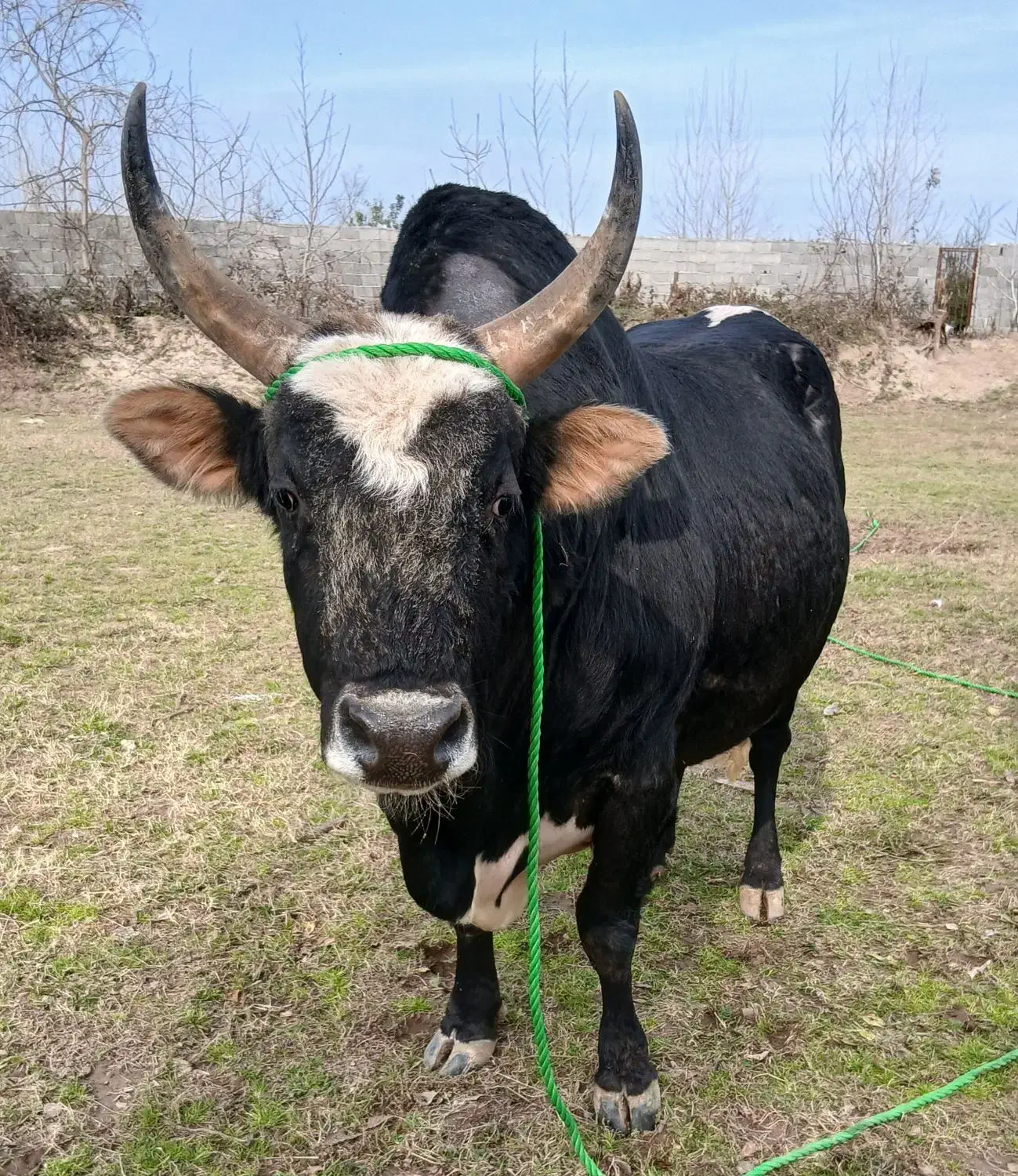 ورزا چالوسی بشرط ج پلمپ|حیوانات مزرعه|سنگر, |دیوار