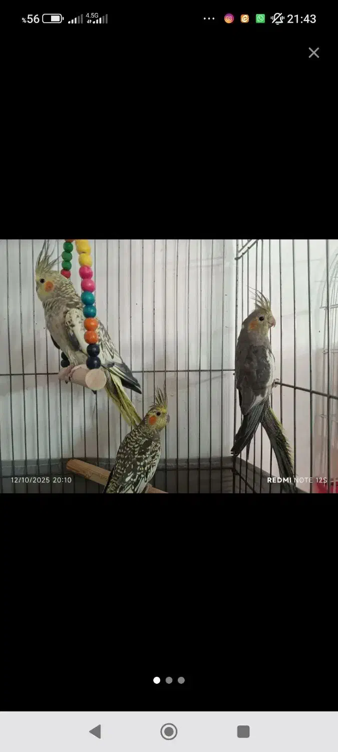 عروس هلندی|پرنده|محمدشهر, محمدشهر|دیوار