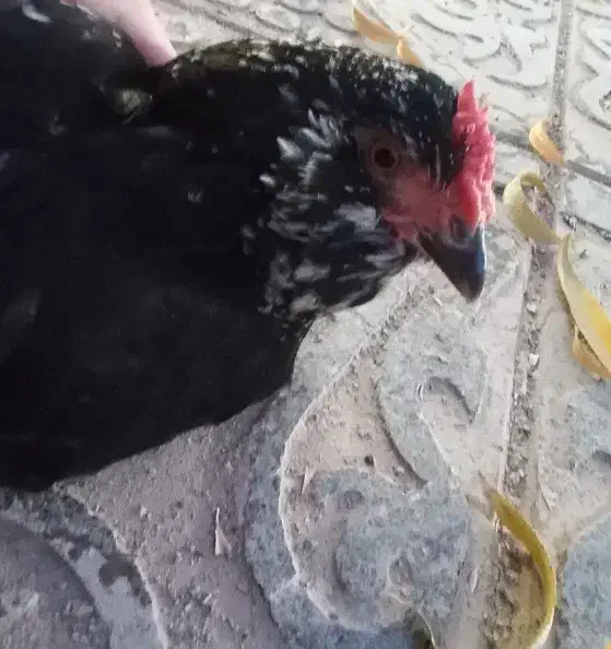 مرغ گلین لری تخمگذار|حیوانات مزرعه|هشتگرد, تهران دشت|دیوار