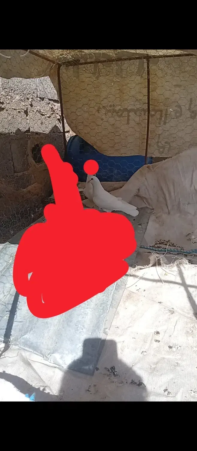 نر سفید|پرنده|راور, |دیوار