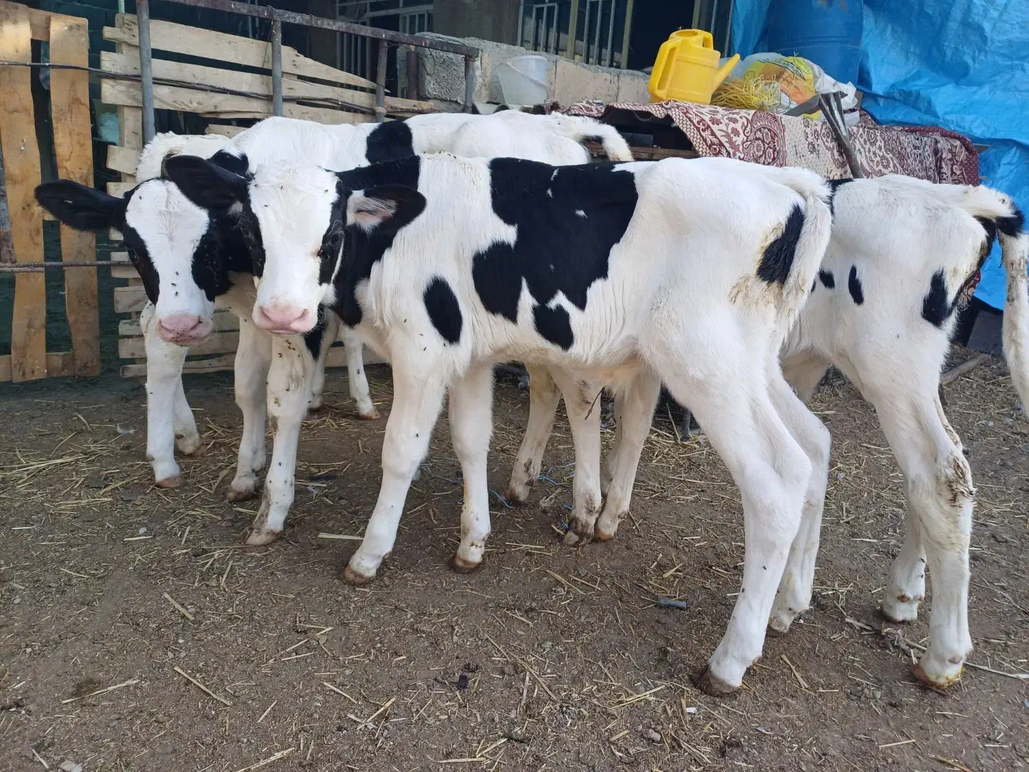 گاو گوساله تلیسه|حیوانات مزرعه|اصفهان, قهجاورستان|دیوار