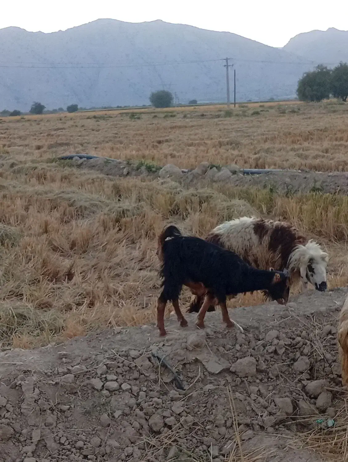 دو عدد کهره کیلویی 300|حیوانات مزرعه|رستم, |دیوار