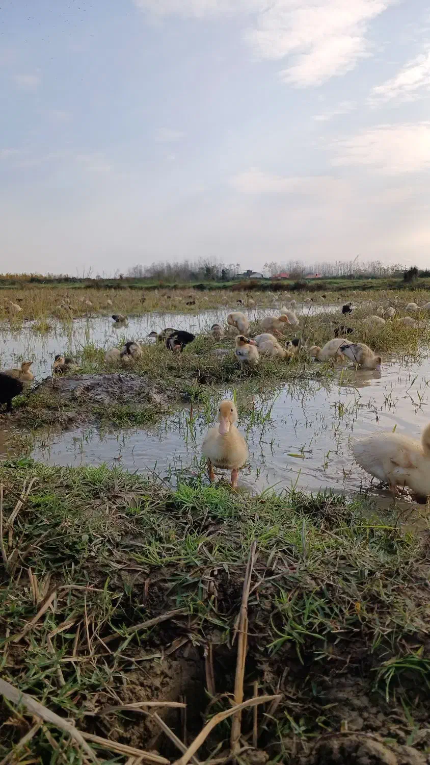 فروش جوجه اردک های یک ماهه(با تضمین سلامت و اصالت)|حیوانات مزرعه|گوراب زرمیخ, |دیوار