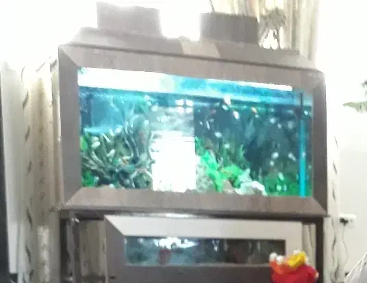 آکواریوم ماهی ام دی اف باپایه فلزی|ماهی|محلات, |دیوار