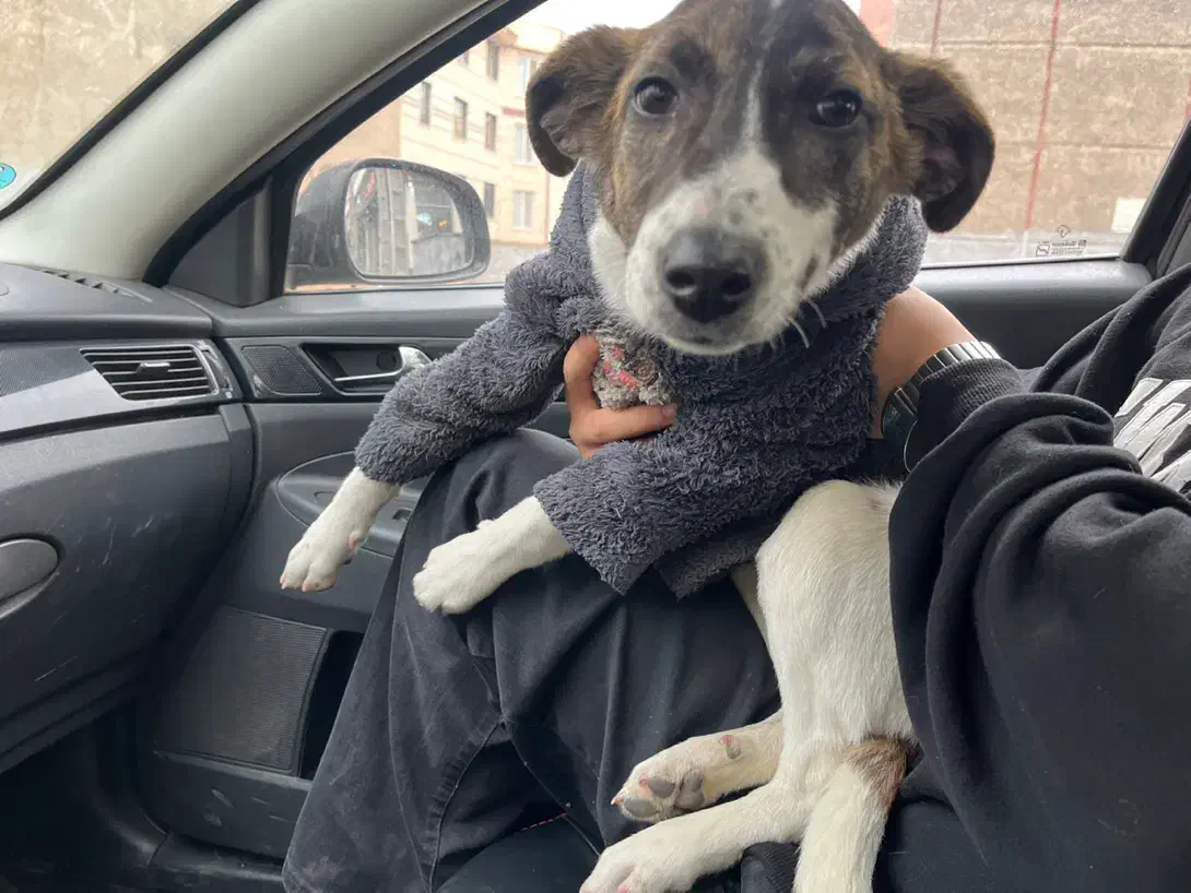 سگ پیدا شده|حیوانات|قزوین, |دیوار