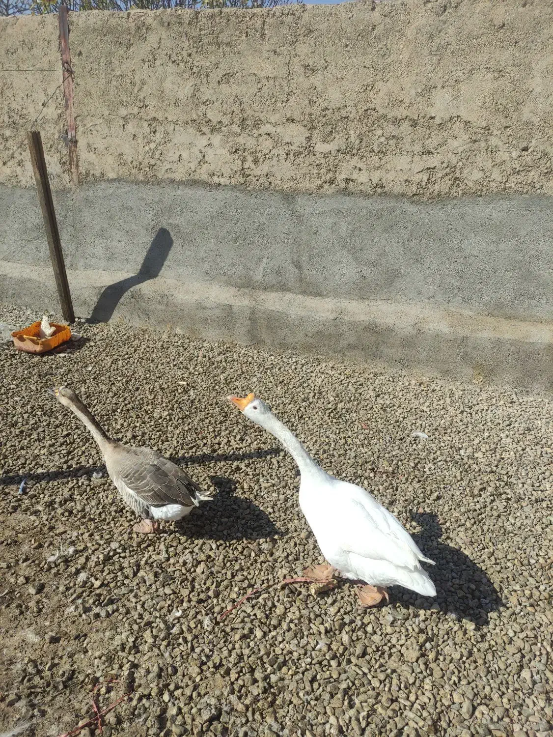 قوغاز و غاز محلی|حیوانات مزرعه|خرمدشت, |دیوار